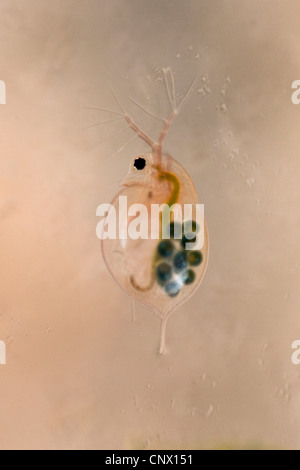 gemeinsamen Wasserfloh (Daphnia Pulex), weibliche mit Subitan Eiern im Brut Beutel Stockfoto