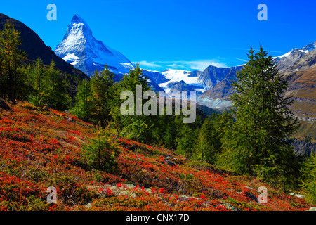 Heidelbeere, Blaubeere, Huckleberry, niedrige Zwerg Blaubeeren (Vaccinium Myrtillus), Blick auf das Matterhorn vom Berghang mit Heidelbeere Sträucher im Herbst Färbung, Schweiz, Wallis Stockfoto