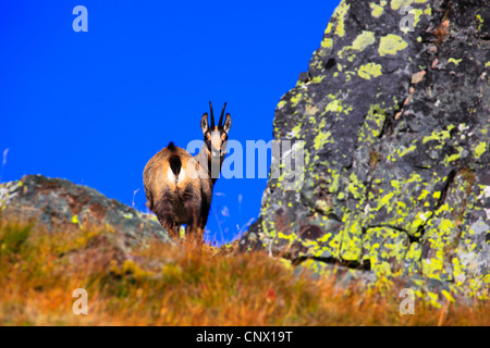 Gämse (Rupicapra Rupicapra), weibliche rückblickend, Schweiz, Wallis Stockfoto