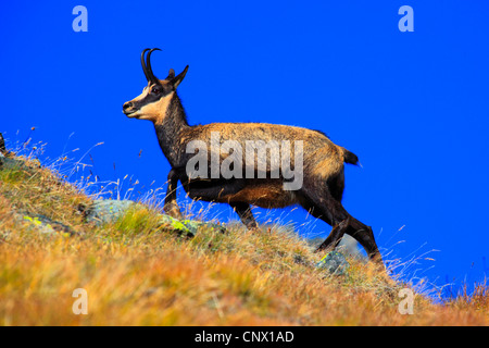 Gämse (Rupicapra Rupicapra), weibliche zu Fuß auf einer Bergwiese, Schweiz, Wallis Stockfoto