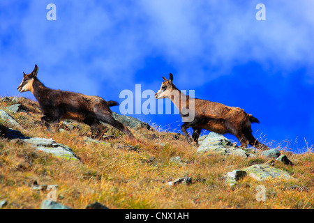 Gämse (Rupicapra Rupicapra), zwei Jugendliche in einer Bergwiese, Schweiz, Wallis Stockfoto