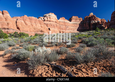 Nadeln rock Formation im Needles District, Canyonlands National Park, Utah, USA Stockfoto