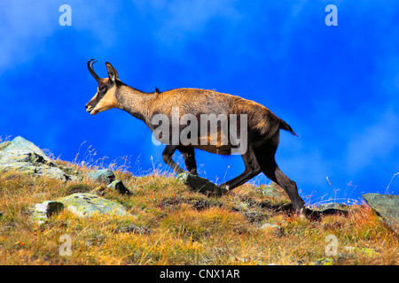 Gämse (Rupicapra Rupicapra), weibliche zu Fuß auf einer Bergwiese, Schweiz, Wallis Stockfoto