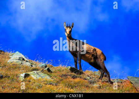 Gämse (Rupicapra Rupicapra), stehend auf einer Bergwiese, Schweiz, Wallis Stockfoto