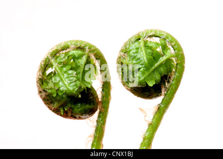 Adlerfarn Farn (Pteridium Aquilinum), Entwicklung von Wedel Stockfoto