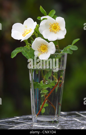 Dog rose (Rosa Canina), Dog Rose in einer vase Stockfoto