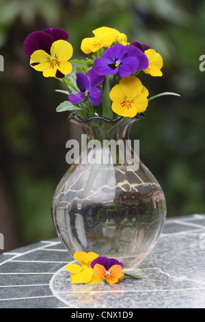 gehörnten Stiefmütterchen, gehörnten Veilchen (Viola Cornuta), Stiefmütterchen violett in einer vase Stockfoto