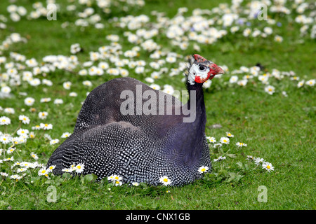 gemeinsamen Daisy, Rasen Gänseblümchen, Englisch Gänseblümchen (Bellis Perennis), sitzen auf einer Wiese unter Gänseblümchen Stockfoto