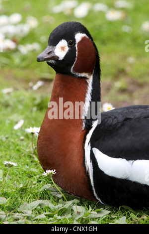 Rothalsgans (Branta Ruficollis), sitzen auf der Wiese Stockfoto