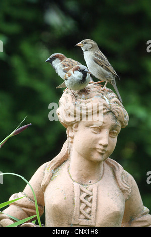 Haussperling (Passer Domesticus), Figur drei Vögel sitzen auf den Terrakotta-Garten zeigt eine junge Frau, Deutschland Stockfoto