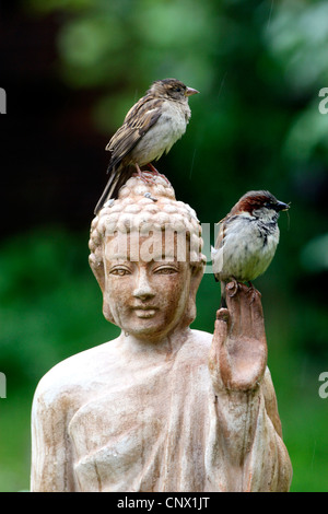 Haussperling (Passer Domesticus), zwei Vögel sitzen auf dem Kopf eine Terracotta Buddha-Statue im Garten, Deutschland Stockfoto