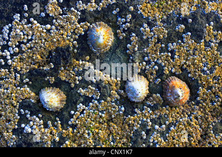 Napfschnecken, echte Napfschnecken (Patellidae), Seepocken und Napfschnecken auf einem Felsen, Großbritannien, Schottland Stockfoto