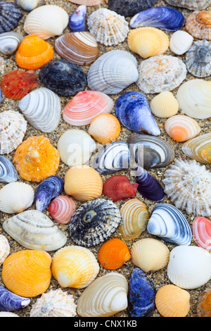 bunte Muscheln im Sand, Großbritannien, Schottland Stockfoto