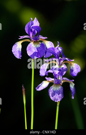 Sibirische Schwertlilie (Iris Sibirica), blühen bei Gegenlicht, Deutschland Stockfoto