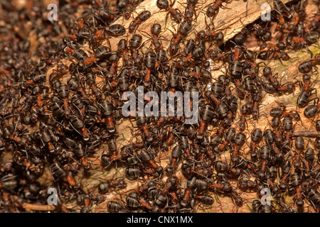 Waldameise (Formica Rufa), Sonnenbaden, Deutschland, Bayern Stockfoto