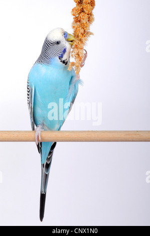 Wellensittich, Wellensittich, Wellensittich (Melopsittacus Undulatus), sitzen auf hölzernen Stab, Foxtail Hirse essen Stockfoto