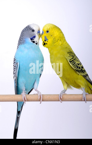 Wellensittich, Wellensittich, Wellensittich (Melopsittacus Undulatus), zwei Wellensittiche sitzen auf hölzernen Stab und Abrechnung Stockfoto