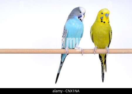 Wellensittich, Wellensittich, Wellensittich (Melopsittacus Undulatus), zwei Wellensittiche sitzen auf Holzstab Stockfoto