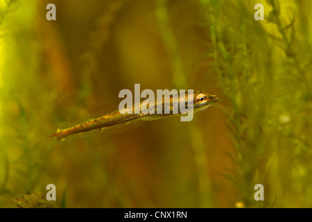 Hecht, Hecht (Esox Lucius), Larve, Deutschland Stockfoto