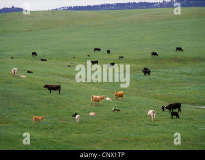 Gemischte Herde von Rindfleisch Kühe und Kälber Weiden auf grünen Gräsern, Spätfrühling in den Hügeln von South Dakota, USA Stockfoto