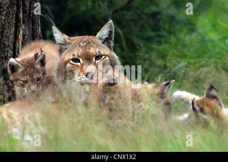 Eurasischer Luchs (Lynx Lynx), mit Welpen auf einer Wiese, Deutschland Stockfoto