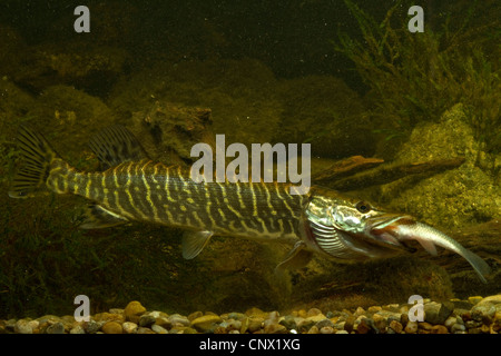 Hecht, Hecht (Esox Lucius), Fütterung auf Döbel, Deutschland Stockfoto