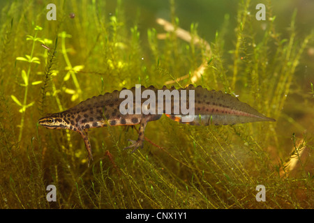 glatte Newt (Triturus Vulgaris, Lissotriton Vulgaris), männlich in der Paarung Farben, Deutschland Stockfoto