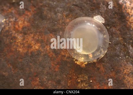 Döbel (Leuciscus Cephalus), Ei in einem Schindel-Stein, Deutschland, Bayern, Isental klebt Stockfoto