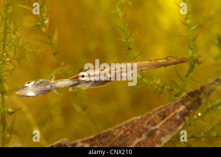 Hecht, Hecht (Esox Lucius), juvenile Fütterung auf Fellow, Kannibalismus, Deutschland Stockfoto