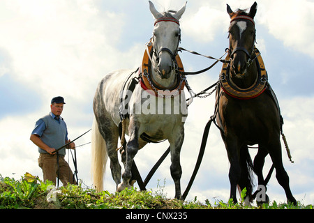 schweres Warmblut (Equus Przewalskii F. Caballus), team ziehen Baumstamm, Deutschland, Brandenburg, Bad Freienwalde Stockfoto