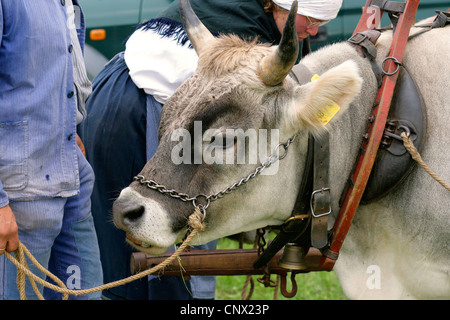 Hausrind (Bos Primigenius F. Taurus), Porträt eines Ochsen, Deutschland, Brandenburg, Bad Freienwalde Stockfoto