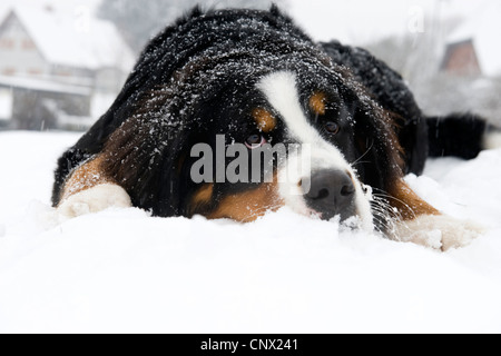 Berner Sennenhund (Canis Lupus F. Familiaris) im Schnee liegen Stockfoto