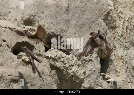 Uferschwalbe (Riparia Riparia), mehrere Personen vor ihrem Nest Löcher, Deutschland, Bayern, Isental Stockfoto