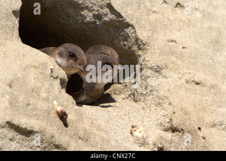 Uferschwalbe (Riparia Riparia), drei Jungvögel aus Rohr, Deutschland, Bayern, Isental Zucht Stockfoto