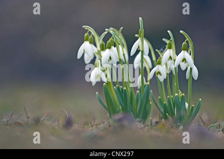 gemeinsamen Schneeglöckchen (Galanthus Nivalis), blühen, Deutschland Stockfoto