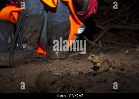 Europäischen gemeinsamen Kröte (Bufo Bufo), sitzen auf Boden Boden während der nächtlichen Kröte Migration, im Hintergrund die Füße einige Helfer sammeln die Tiere weiterhin über eine Straße, Deutschland, Nordrhein-Westfalen Stockfoto