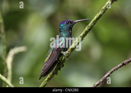 Golden-tailed Saphir, Chrysuronia Oinone Stockfoto