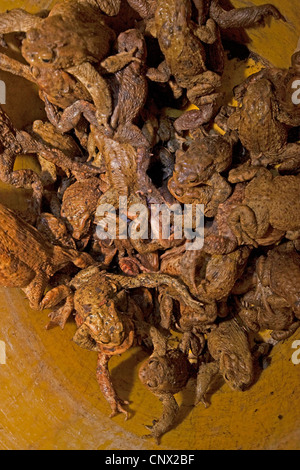 Europäischen gemeinsamen Kröte (Bufo Bufo), Blick in einen Eimer voller Kröten gesammelt während einer Kröte Migration weiterhin über eine Straße, Deutschland, Nordrhein-Westfalen Stockfoto