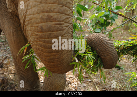 Elefant Futtersuche Bambus. Thailand Stockfoto