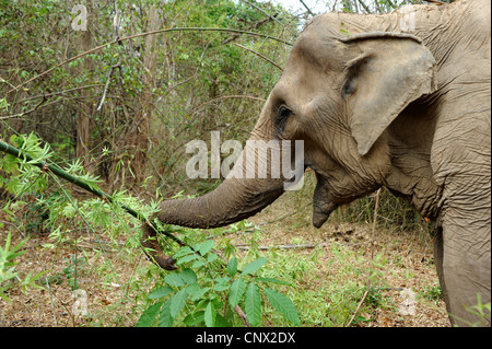 Elefant Futtersuche Bambus. Thailand Stockfoto