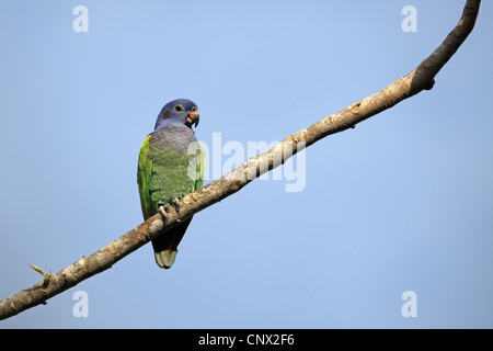 Unter der Leitung der blaue Papagei Pionus menstruus Stockfoto