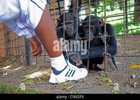 gemeinsame Schimpanse (Pan Troglodytes), zwei Affen, versucht ein Mann Schuhe, Burundi, Bujumbura Mairie, Bujumbura zu binden Stockfoto