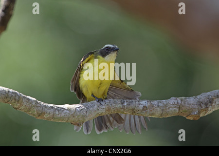 Soziale Flycatcher, Myiozetetes Similis, putzen Stockfoto