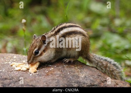 Sibirische Streifenhörnchen (Eutamias Sibiricus) in den Bergen des Chamar-Daban am Baikalsee, Sibirien, Russland. Stockfoto