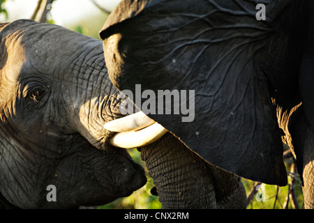 Afrikanische Elefanten sparring (Loxodonta Africana), Krüger Nationalpark, Südafrika Stockfoto