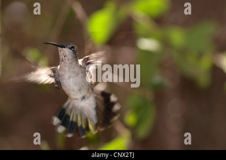 Ruby – Throated Kolibri (Archilochos Colubris), Weiblich, schwebend, USA, Arizona Stockfoto