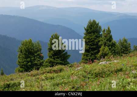 Sibirische Kiefern (Pinus Sibirica) in den Bergen des Chamar-Daban am Baikalsee, Sibirien, Russland. Stockfoto