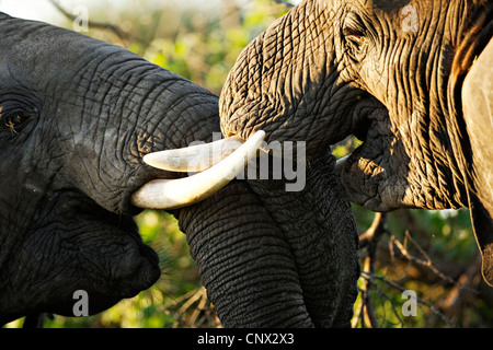 Afrikanische Elefanten sparring (Loxodonta Africana), Krüger Nationalpark, Südafrika Stockfoto