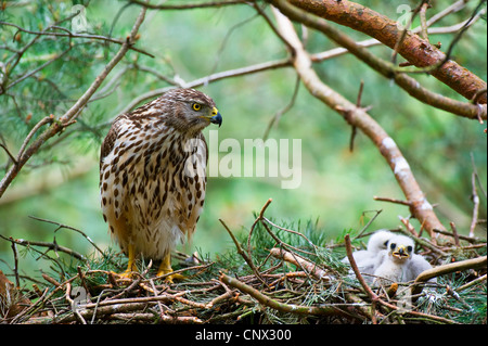 nördlichen Habicht (Accipiter Gentilis), Weibchen mit Küken im Nest, Deutschland, Nordrhein-Westfalen Stockfoto