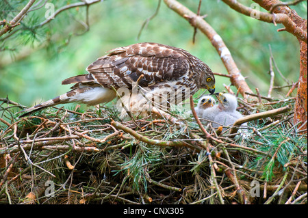 nördlichen Habicht (Accipiter Gentilis), Weibchen mit Küken im Nest, Deutschland, Nordrhein-Westfalen Stockfoto